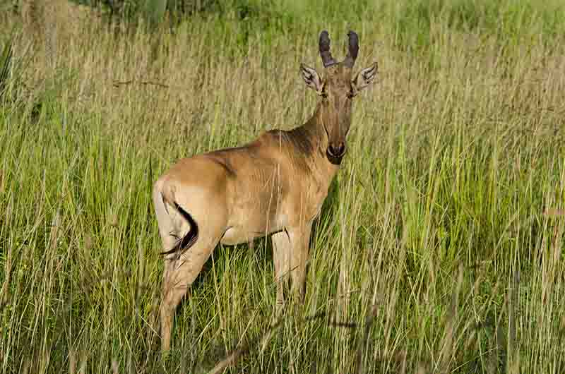 Alcéfalo de Jackson - parque nacional de las cataratas Murchison - Uganda 2.jpg